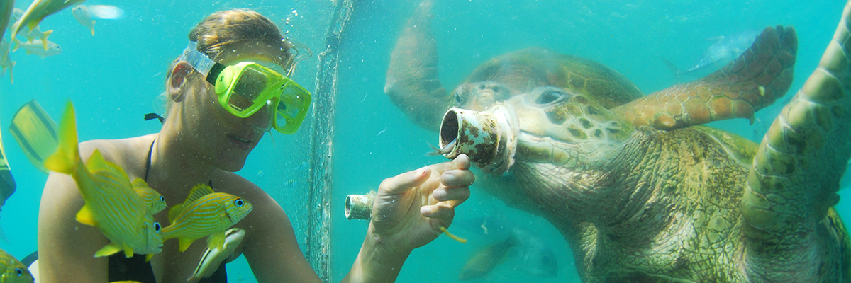 CURACAO - Animal Encounters Snorkel